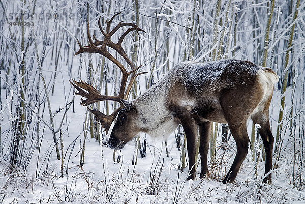 Rentier Rentiere Rangifer tarandus Winter Tier Karibu Kanada Wildtier Yukon