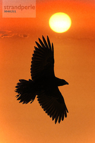 Kolkrabe Corvus corax fliegen fliegt fliegend Flug Flüge Sonnenuntergang Konzept Silhouette Himmel Vogel