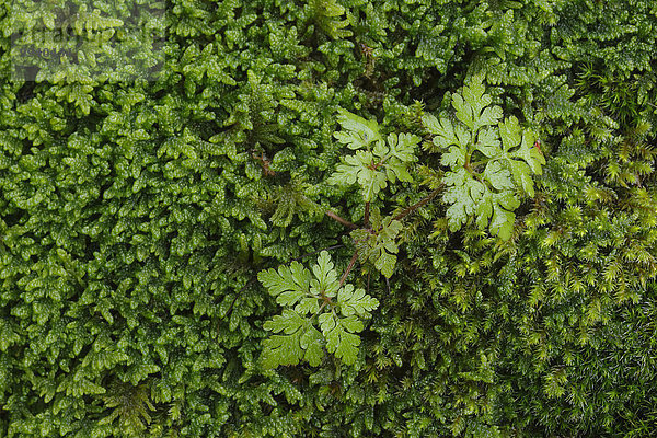 Makroaufnahme Detail Details Ausschnitt Ausschnitte Europa klein grün Wald Pflanze Farn Abstraktion Holz Close-up Moos Schweiz