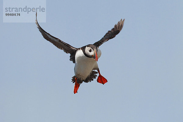 Papageitaucher Fratercula arctica Großbritannien Himmel fliegen fliegt fliegend Flug Flüge Küste Tier Meer Vogel 1 Schottland