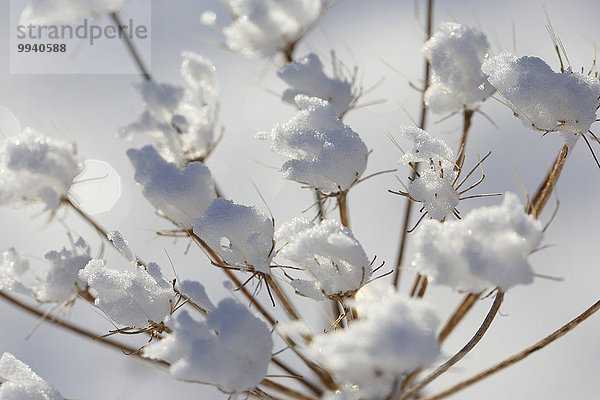 Kälte Makroaufnahme Detail Details Ausschnitt Ausschnitte Muster Europa Schnee Winter Botanik weiß Eis Pflanze Abstraktion Close-up Kerbel gefroren Schnittmuster Schweiz