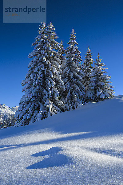 Tanne blauer Himmel wolkenloser Himmel wolkenlos Europa Schneedecke Berg Winter Baum Himmel Schnee blau Fichte Westalpen schweizerisch Schweiz Schweizer Alpen