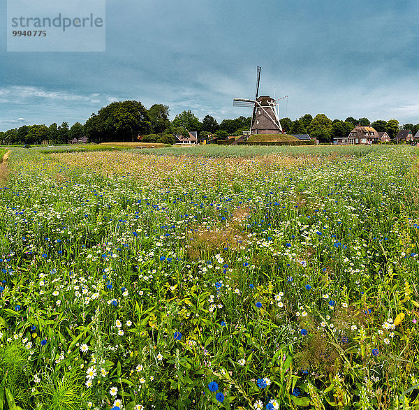 Kornblume Centaurea cyanus Europa Blume Sommer Feld Wiese Niederlande Windmühle Drenthe