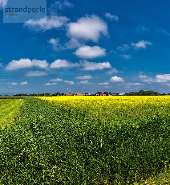 Europa Blume Sommer gelb Landschaft grün Feld Niederlande Texel