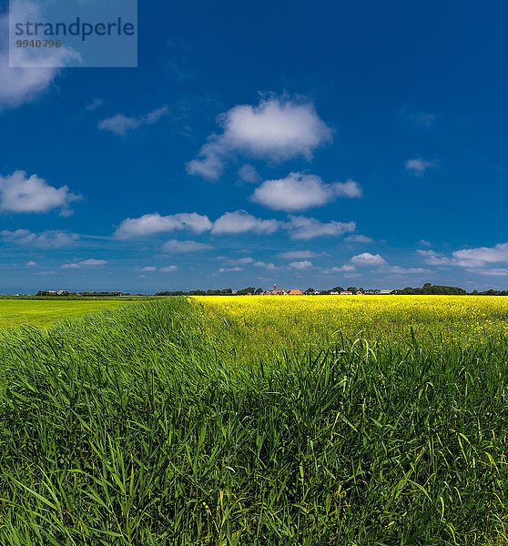 Europa Blume Sommer gelb Landschaft grün Feld Niederlande Texel