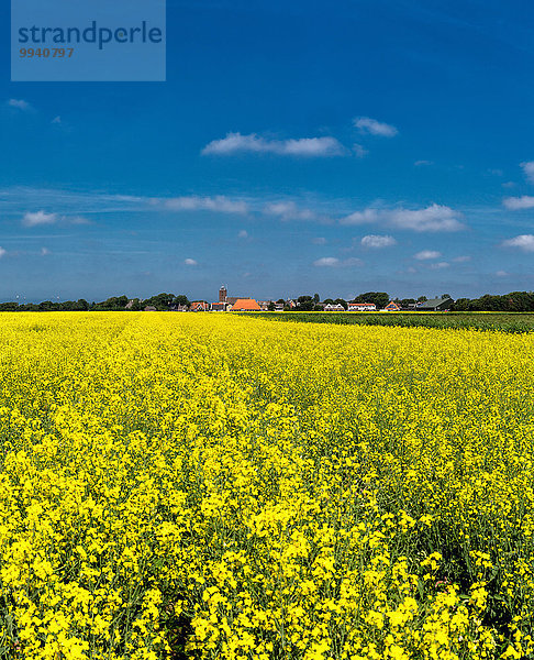 Europa Blume Sommer gelb Landschaft grün Feld Niederlande Texel