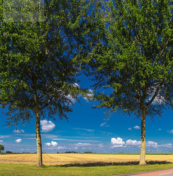Europa Sommer Baum Landschaft Feld Wiese Niederlande Friesland