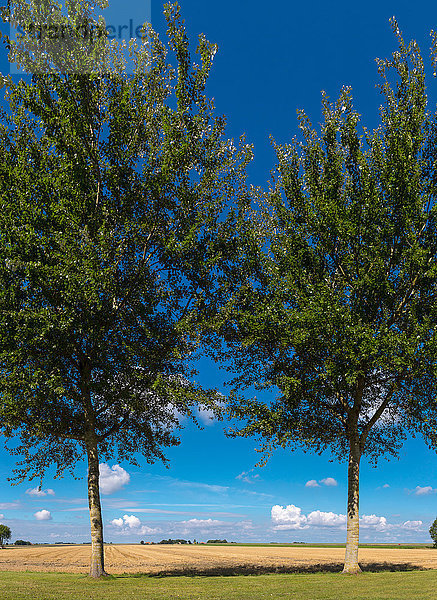 Europa Sommer Baum Landschaft Feld Wiese Niederlande Friesland