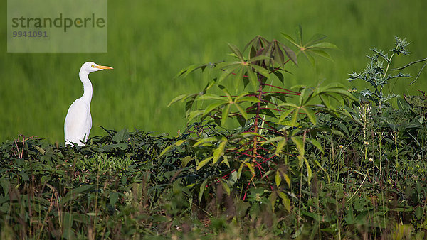 Ostafrika Kuhreiher Bubulcus ibis Tier Landwirtschaft Reise Feld Vogel Reisfeld Wildtier Afrika Tansania