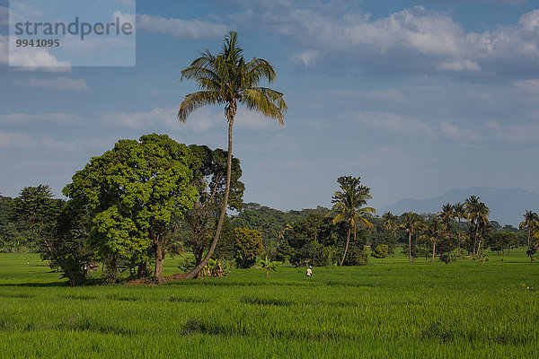 Ostafrika Landschaftlich schön landschaftlich reizvoll Landschaft Landwirtschaft Reise Feld Reisfeld Afrika Tansania