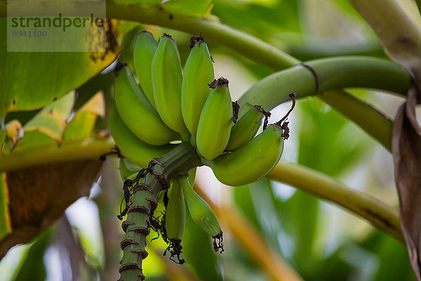 Ostafrika Banane Frucht Reise Pflanze Afrika Tansania