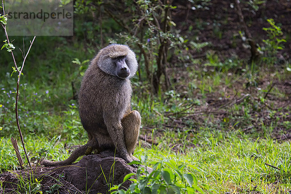 Ostafrika Nationalpark Tier Reise Säugetier Landschaftlich schön landschaftlich reizvoll Primate Affe Wildtier Afrika Tansania