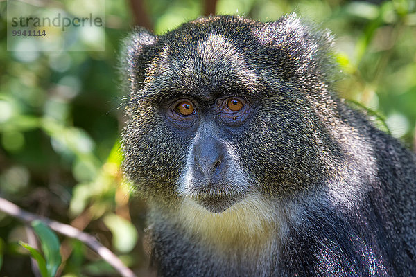 Ostafrika Nationalpark Tier Reise Säugetier Landschaftlich schön landschaftlich reizvoll Primate Affe Wildtier Afrika Tansania