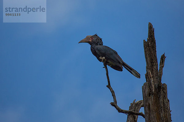 Ostafrika Nationalpark Tier Reise Landschaftlich schön landschaftlich reizvoll Vogel Wildtier Afrika Nashornvogel Tansania