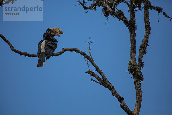Ostafrika Nationalpark Tier Reise Landschaftlich schön landschaftlich reizvoll Vogel Wildtier Afrika Tansania