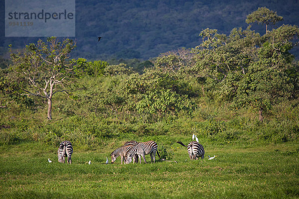 Ostafrika Nationalpark Steppenzebra Equus quagga Tier Reise Säugetier Landschaftlich schön landschaftlich reizvoll Zebra Wildtier Afrika Tansania Equus quagga Steppenzebra