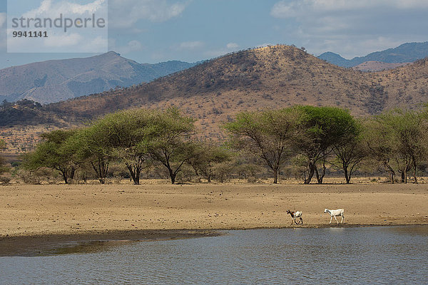 Ostafrika Geiß Landschaftlich schön landschaftlich reizvoll Wasser Berg Baum Landschaft Tier Reise Säugetier See Haustier Afrika Tansania