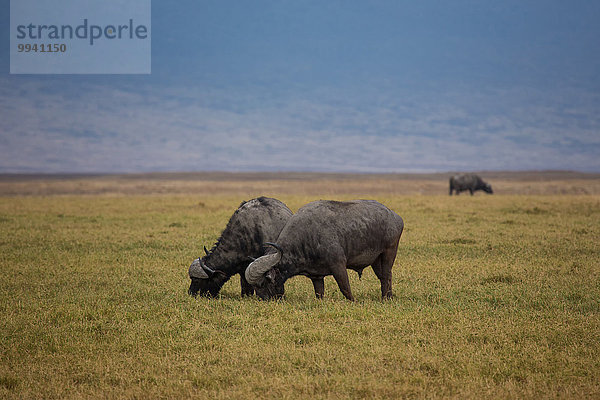 Ostafrika Kaffernbüffel Syncerus caffer Tier Reise Säugetier Landschaftlich schön landschaftlich reizvoll Naturschutzgebiet Wildtier Afrika Ngorongoro Crater Tansania