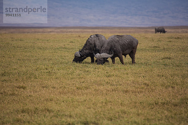 Ostafrika Kaffernbüffel Syncerus caffer Tier Reise Säugetier Landschaftlich schön landschaftlich reizvoll Naturschutzgebiet Wildtier Afrika Ngorongoro Crater Tansania