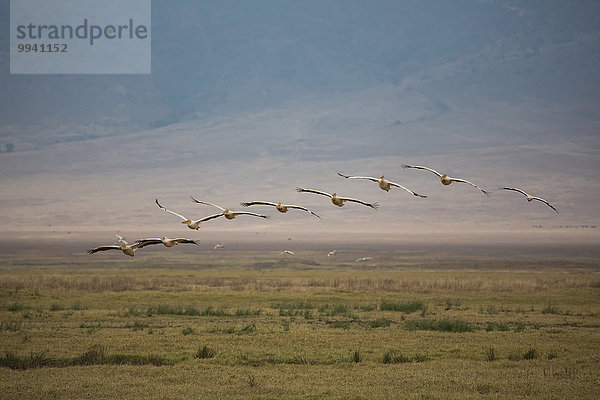 Ostafrika Tier Reise Landschaftlich schön landschaftlich reizvoll Vogel Naturschutzgebiet Wildtier Afrika Ngorongoro Crater Pelikan Tansania