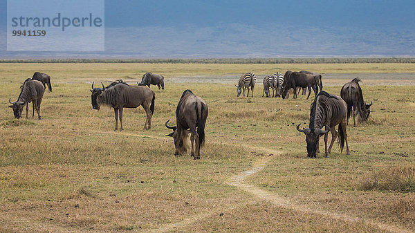 Ostafrika Steppenzebra Equus quagga Tier Reise Säugetier Landschaftlich schön landschaftlich reizvoll Naturschutzgebiet Zebra Gnu Wildtier Afrika Ngorongoro Crater Tansania Equus quagga Steppenzebra