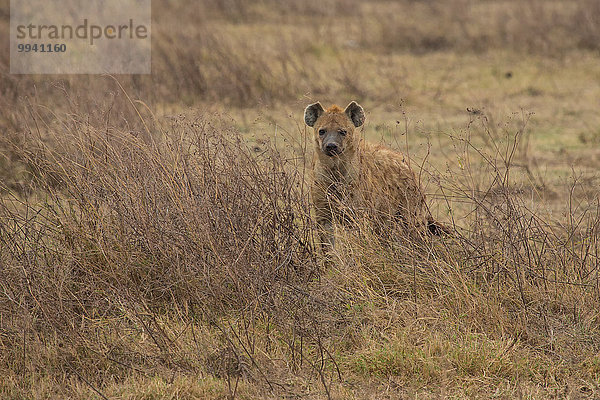 Ostafrika Tier Reise Säugetier Landschaftlich schön landschaftlich reizvoll Naturschutzgebiet Wildtier Afrika Ngorongoro Crater Tansania