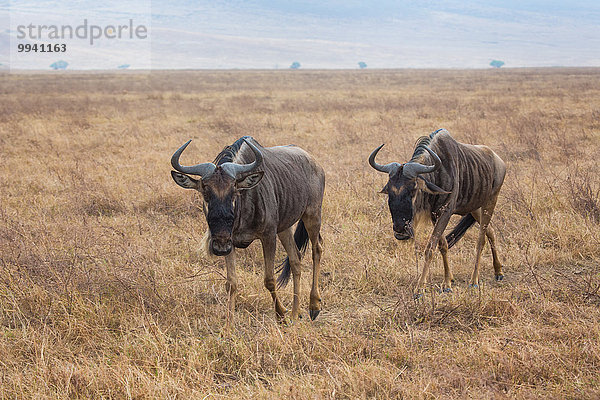 Ostafrika Tier Reise Säugetier Landschaftlich schön landschaftlich reizvoll Naturschutzgebiet Gnu Wildtier Afrika Ngorongoro Crater Tansania