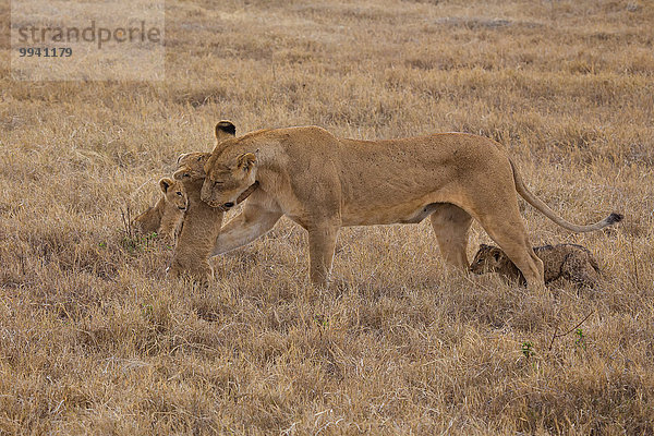 Ostafrika Löwe Panthera leo Tier Reise Säugetier Landschaftlich schön landschaftlich reizvoll jung Naturschutzgebiet Wildtier Afrika Ngorongoro Crater Tansania