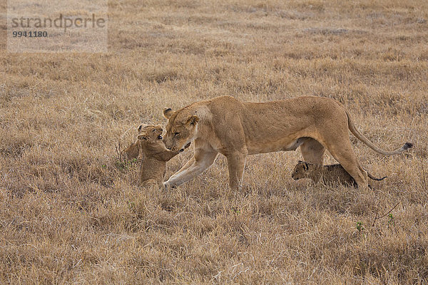 Ostafrika Löwe Panthera leo Tier Reise Säugetier Landschaftlich schön landschaftlich reizvoll jung Naturschutzgebiet Wildtier Afrika Ngorongoro Crater Tansania