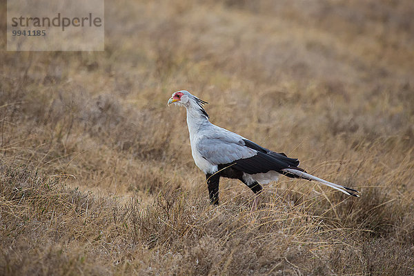 Ostafrika Tier Reise Landschaftlich schön landschaftlich reizvoll Vogel Naturschutzgebiet Sekretär Wildtier Afrika Ngorongoro Crater Tansania