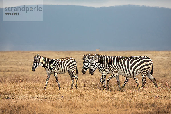 Ostafrika Steppenzebra Equus quagga Tier Reise Säugetier Landschaftlich schön landschaftlich reizvoll Naturschutzgebiet Zebra Wildtier Afrika Ngorongoro Crater Tansania Equus quagga Steppenzebra