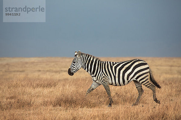 Ostafrika Steppenzebra Equus quagga Tier Reise Säugetier Landschaftlich schön landschaftlich reizvoll Naturschutzgebiet Zebra Wildtier Afrika Ngorongoro Crater Tansania Equus quagga Steppenzebra