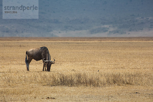 Ostafrika Tier Reise Säugetier Landschaftlich schön landschaftlich reizvoll Naturschutzgebiet Gnu Wildtier Afrika Ngorongoro Crater Tansania
