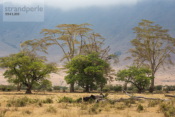Ostafrika Landschaftlich schön landschaftlich reizvoll Baum Landschaft Reise Naturschutzgebiet Afrika Ngorongoro Crater Tansania