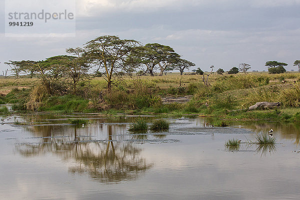 Ostafrika Landschaftlich schön landschaftlich reizvoll Wasser Baum Landschaft Reise See Serengeti Nationalpark Afrika Tansania