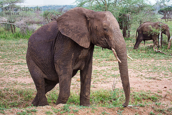 Ostafrika Afrikanischer Elefant Loxodonta africana Afrikanische Tier Reise Säugetier Landschaftlich schön landschaftlich reizvoll Elefant Serengeti Nationalpark Wildtier Afrika Tansania