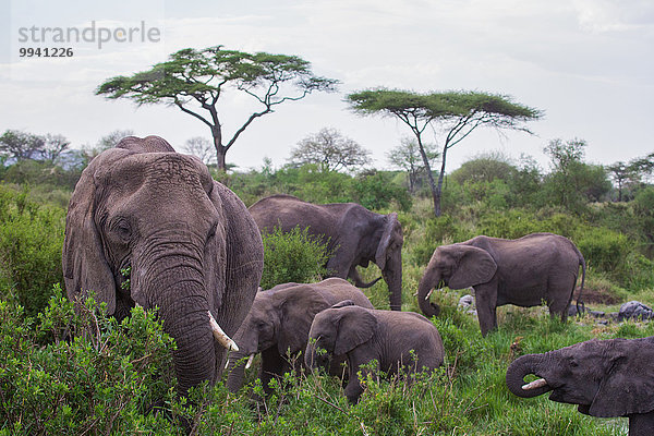 Ostafrika Afrikanischer Elefant Loxodonta africana Afrikanische Tier Reise Säugetier Landschaftlich schön landschaftlich reizvoll Elefant Serengeti Nationalpark Wildtier Afrika Tansania