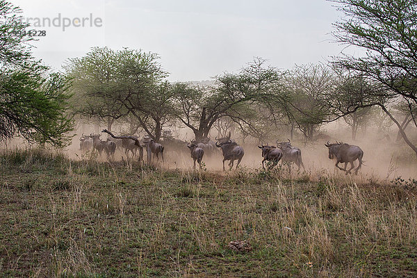 Ostafrika Tier Reise Säugetier Landschaftlich schön landschaftlich reizvoll Gnu Serengeti Nationalpark Wildtier Afrika Tansania