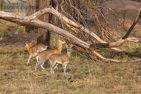 Ostafrika Klippspringer Oreotragus oreotragus Tier Reise Säugetier Landschaftlich schön landschaftlich reizvoll Serengeti Nationalpark Wildtier Afrika Tansania