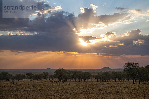 Ostafrika Landschaftlich schön landschaftlich reizvoll Abend Sonnenuntergang Beleuchtung Licht Landschaft Reise Serengeti Nationalpark Afrika Stimmung Tansania