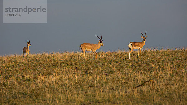 Ostafrika Beleuchtung Licht Sonnenaufgang Tier Reise Säugetier Landschaftlich schön landschaftlich reizvoll Serengeti Nationalpark Wildtier Afrika Stimmung Tansania