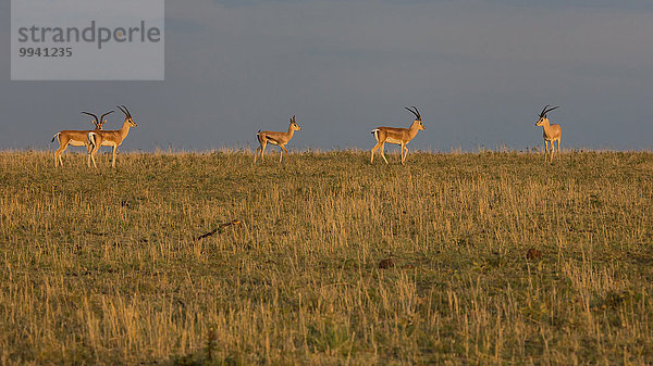 Ostafrika Beleuchtung Licht Sonnenaufgang Tier Reise Säugetier Landschaftlich schön landschaftlich reizvoll Serengeti Nationalpark Wildtier Afrika Stimmung Tansania