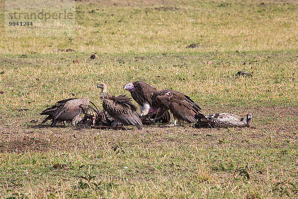 Ostafrika Sperbergeier Gyps rueppellii Tier Reise Landschaftlich schön landschaftlich reizvoll Vogel Serengeti Nationalpark Geier Wildtier Afrika Tansania