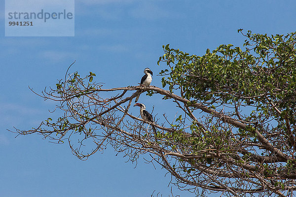 Ostafrika Tier Reise Landschaftlich schön landschaftlich reizvoll Vogel Serengeti Nationalpark Wildtier Afrika Nashornvogel Tansania