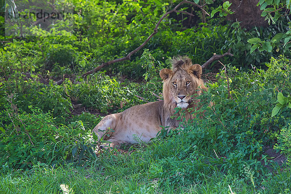 Ostafrika Löwe Panthera leo Tier Reise Säugetier Landschaftlich schön landschaftlich reizvoll Serengeti Nationalpark Wildtier Afrika Tansania