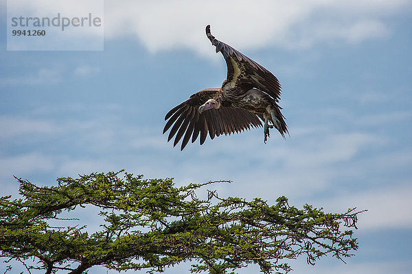 Ostafrika Tier Reise Landschaftlich schön landschaftlich reizvoll Vogel Serengeti Nationalpark Geier Wildtier Afrika Tansania