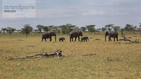 Ostafrika Afrikanischer Elefant Loxodonta africana Afrikanische Landschaftlich schön landschaftlich reizvoll Landschaft Tier Reise Säugetier Elefant jung Serengeti Nationalpark Wildtier Afrika Tansania