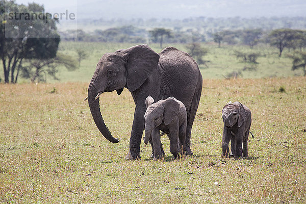 Ostafrika Afrikanischer Elefant Loxodonta africana Afrikanische Tier Reise Säugetier Landschaftlich schön landschaftlich reizvoll Elefant jung Serengeti Nationalpark Wildtier Afrika Tansania