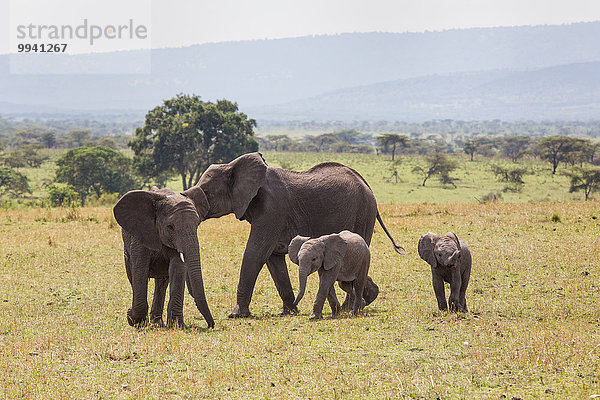 Ostafrika Afrikanischer Elefant Loxodonta africana Afrikanische Tier Reise Säugetier Landschaftlich schön landschaftlich reizvoll Elefant jung Serengeti Nationalpark Wildtier Afrika Tansania