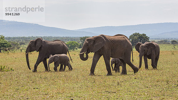 Ostafrika Afrikanischer Elefant Loxodonta africana Afrikanische Landschaftlich schön landschaftlich reizvoll Landschaft Tier Reise Säugetier Elefant jung Serengeti Nationalpark Wildtier Afrika Tansania
